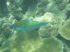 Parrot Fish by Mark

Trip: Round the World in 5 Weeks
Entry: Snorkelling
Date Taken: 01 Sep/03
Country: Fiji
Viewed: 1070 times